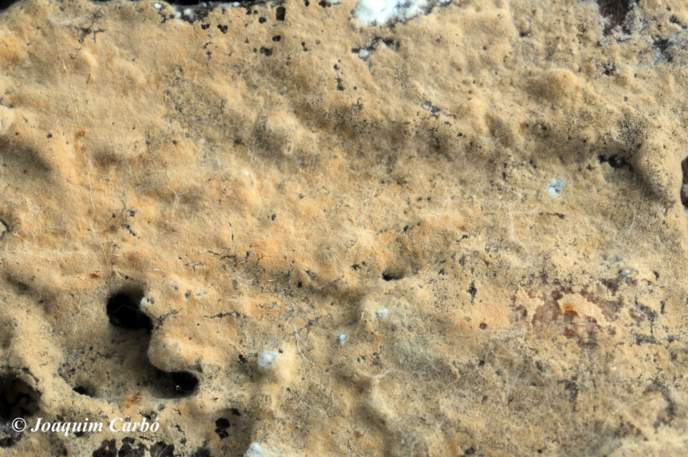 Hyphodontia alienata? (Amphinema byssoides)